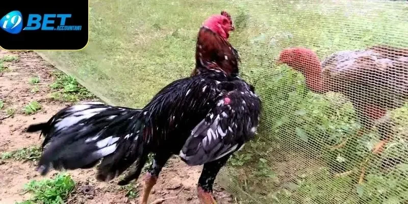 Lưu ý khi chọn màu gà chiến 