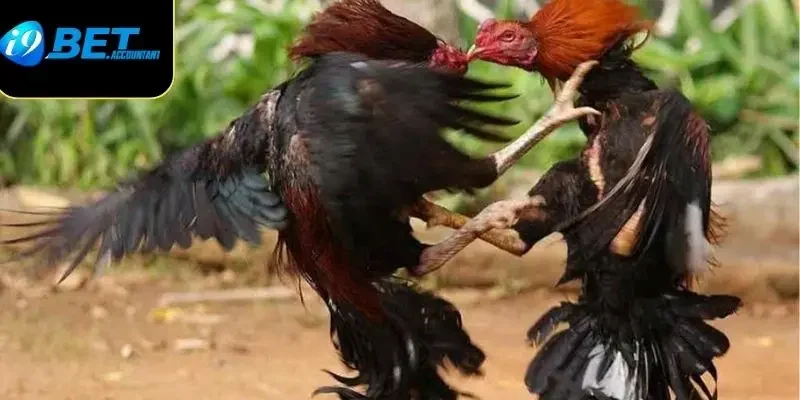 Thế đá gà xạ là gì? Tìm hiểu kỹ năng tấn công uy lực