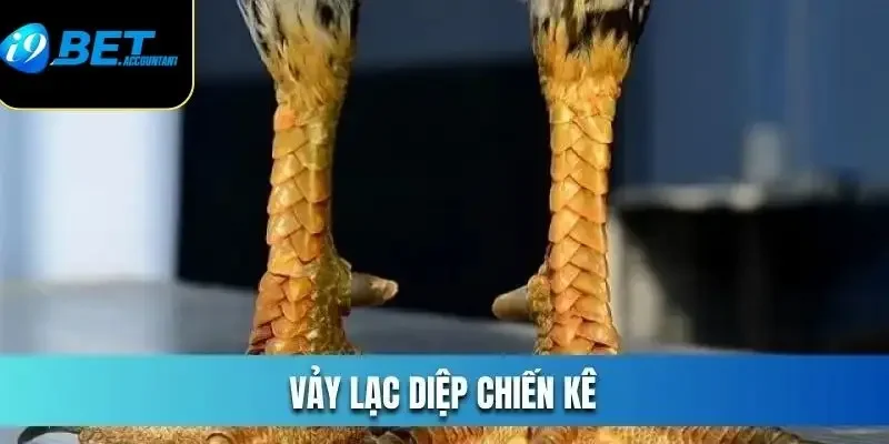 Lưu ý quan trọng khi chăm sóc chiến kê vảy lạc diệp